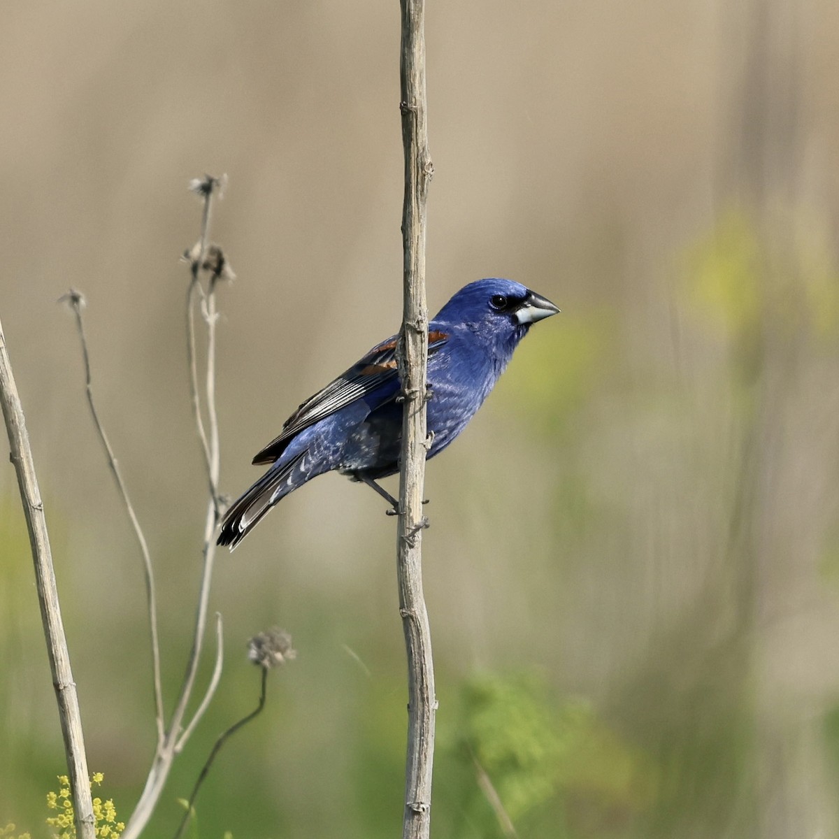 Blue Grosbeak - ML636780570