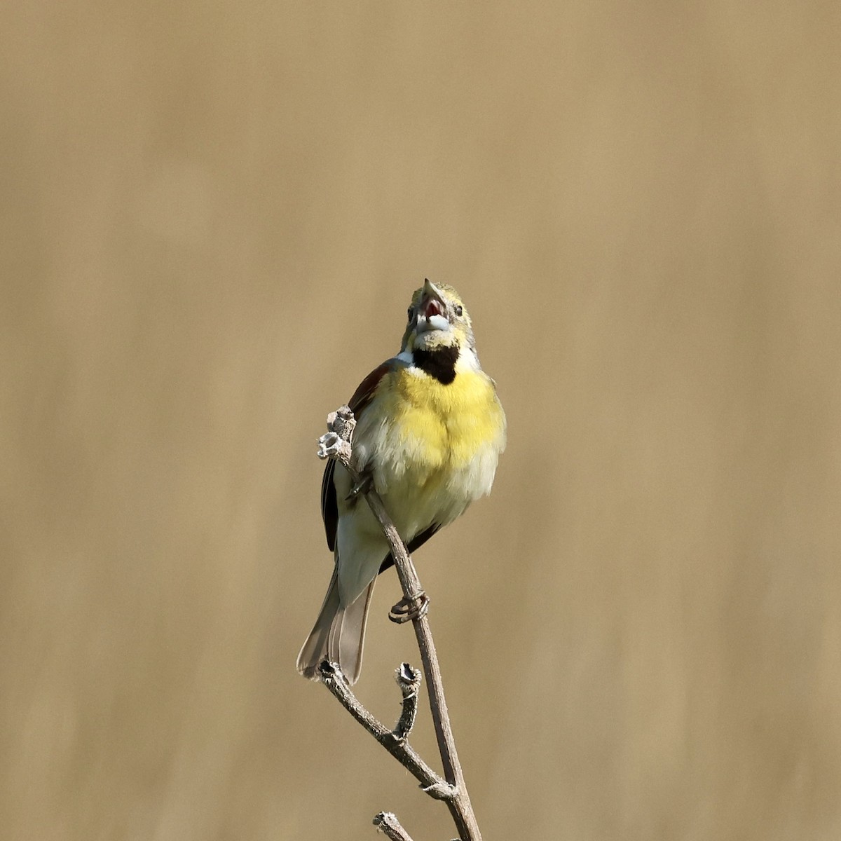 Dickcissel - ML636780575