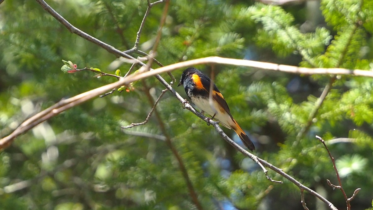 American Redstart - ML636780591