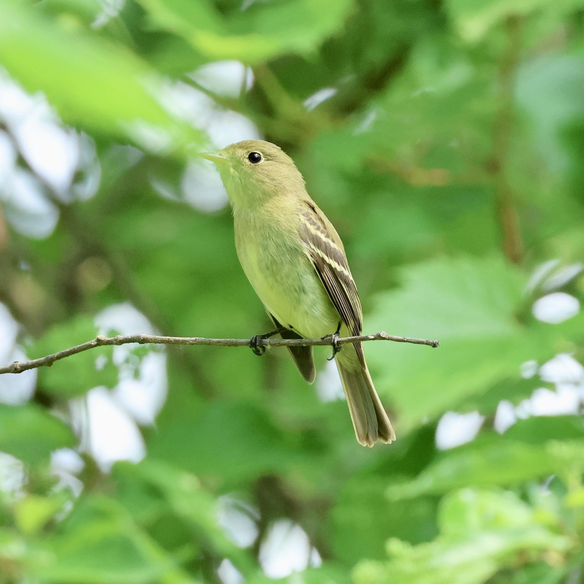 Yellow-bellied Flycatcher - ML636780598