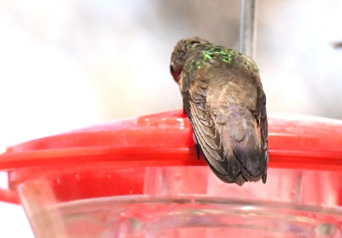 Berylline Hummingbird - ML636780625