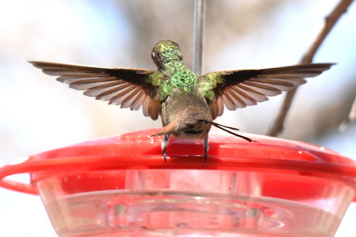 Berylline Hummingbird - ML636780626