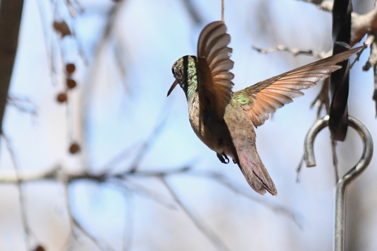 Berylline Hummingbird - ML636780627