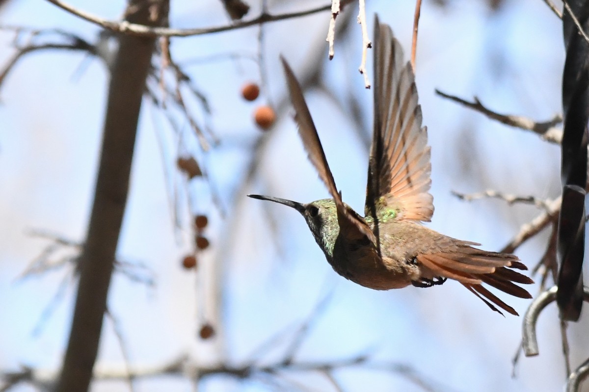 Berylline Hummingbird - ML636780628