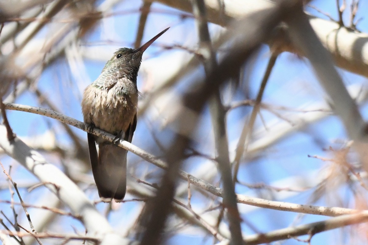Berylline Hummingbird - ML636780629
