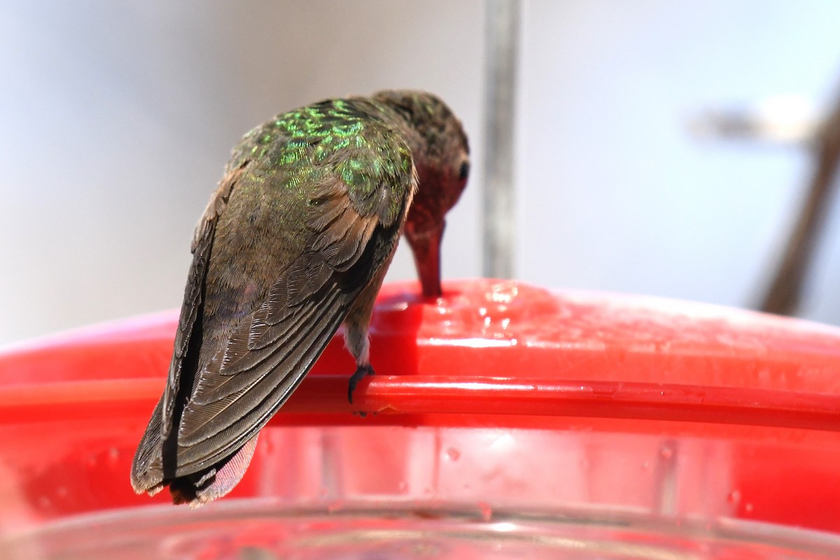 Berylline Hummingbird - ML636780630