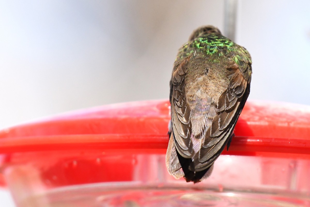 Berylline Hummingbird - ML636780631