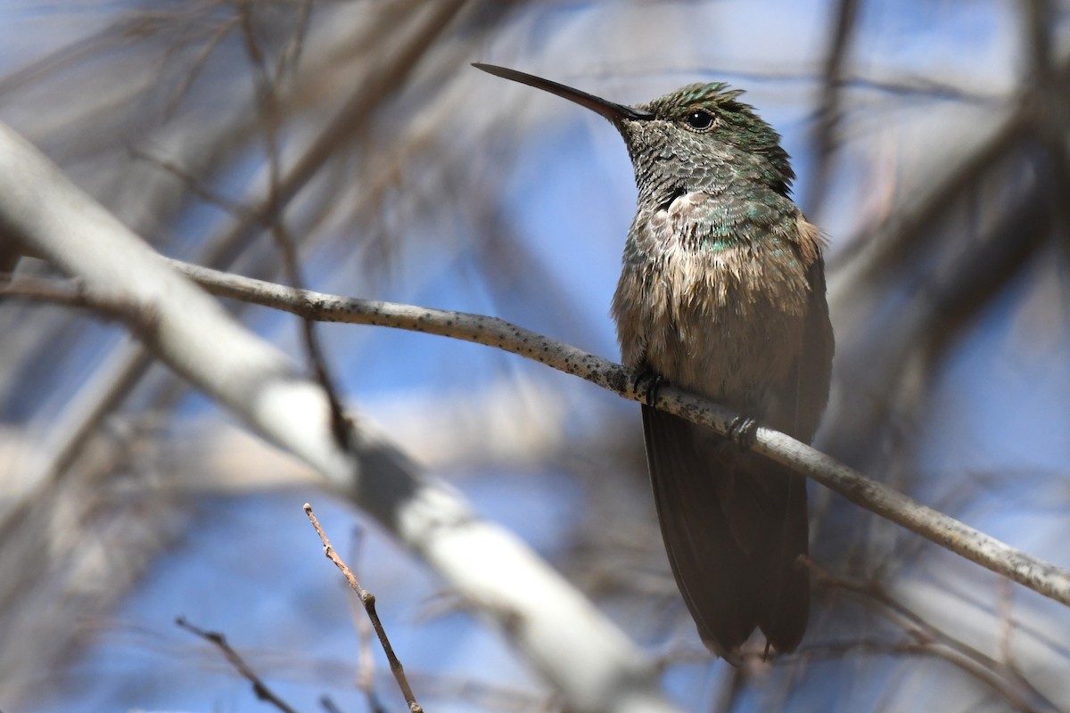 Berylline Hummingbird - ML636780633