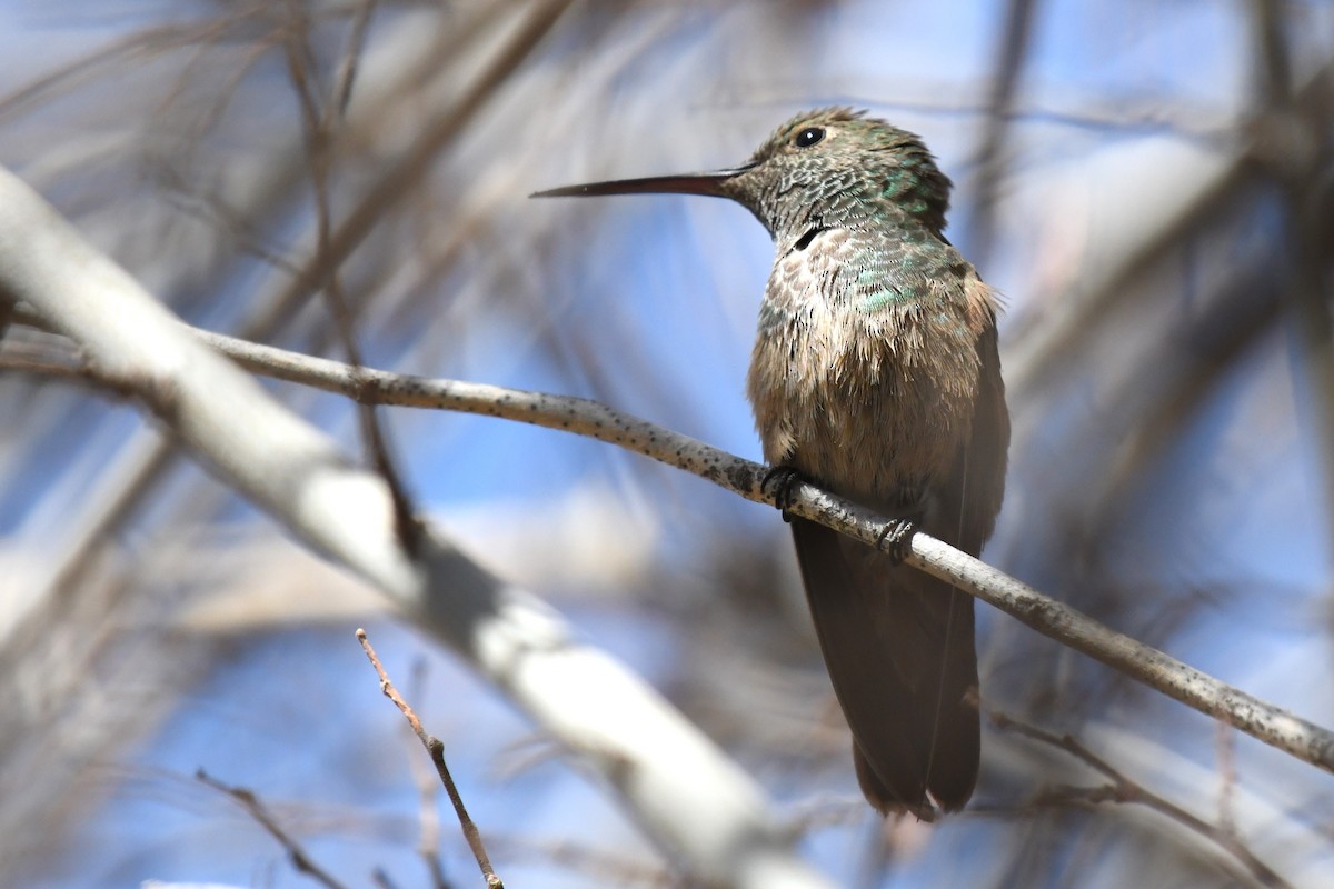 Berylline Hummingbird - ML636780634