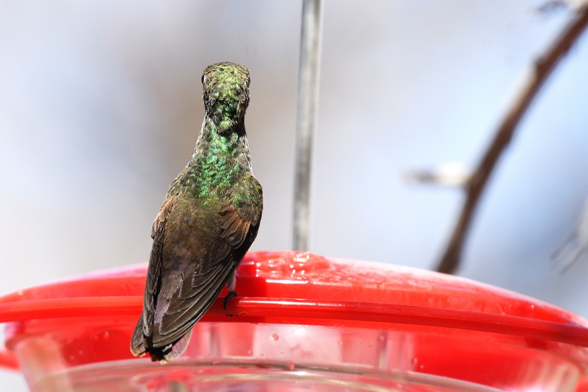 Berylline Hummingbird - ML636780635