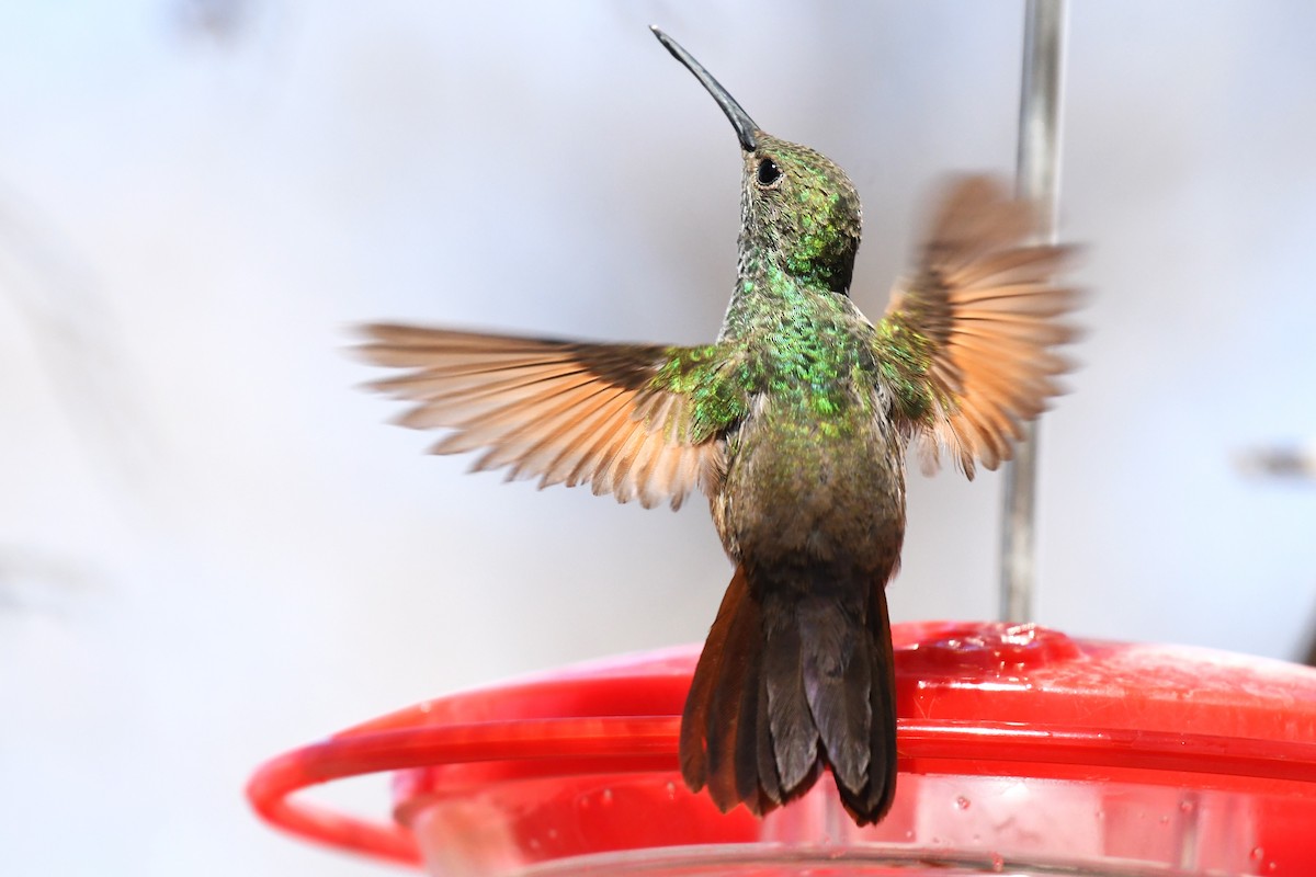 Berylline Hummingbird - ML636780636