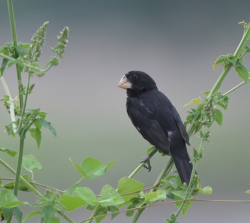 Large-billed Seed-Finch - ML636780694