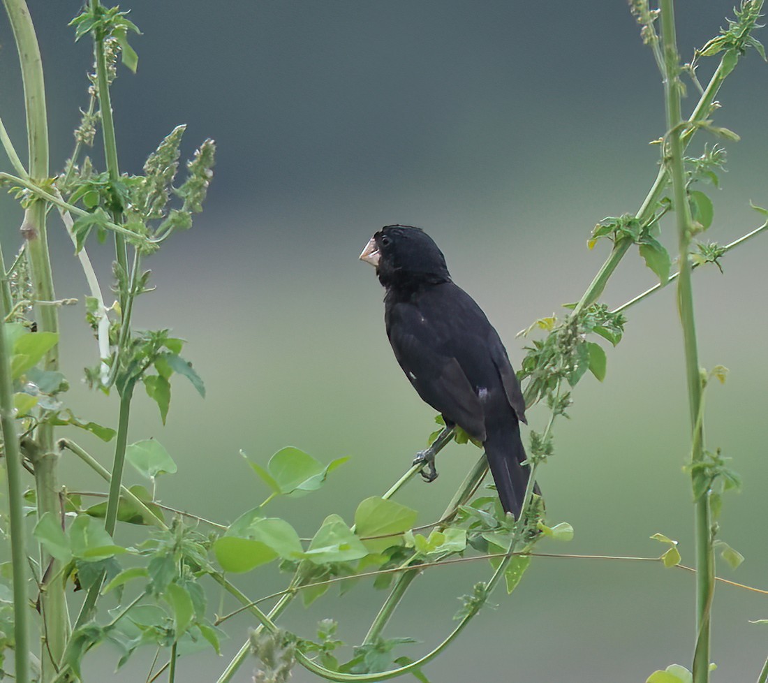 Large-billed Seed-Finch - ML636780695