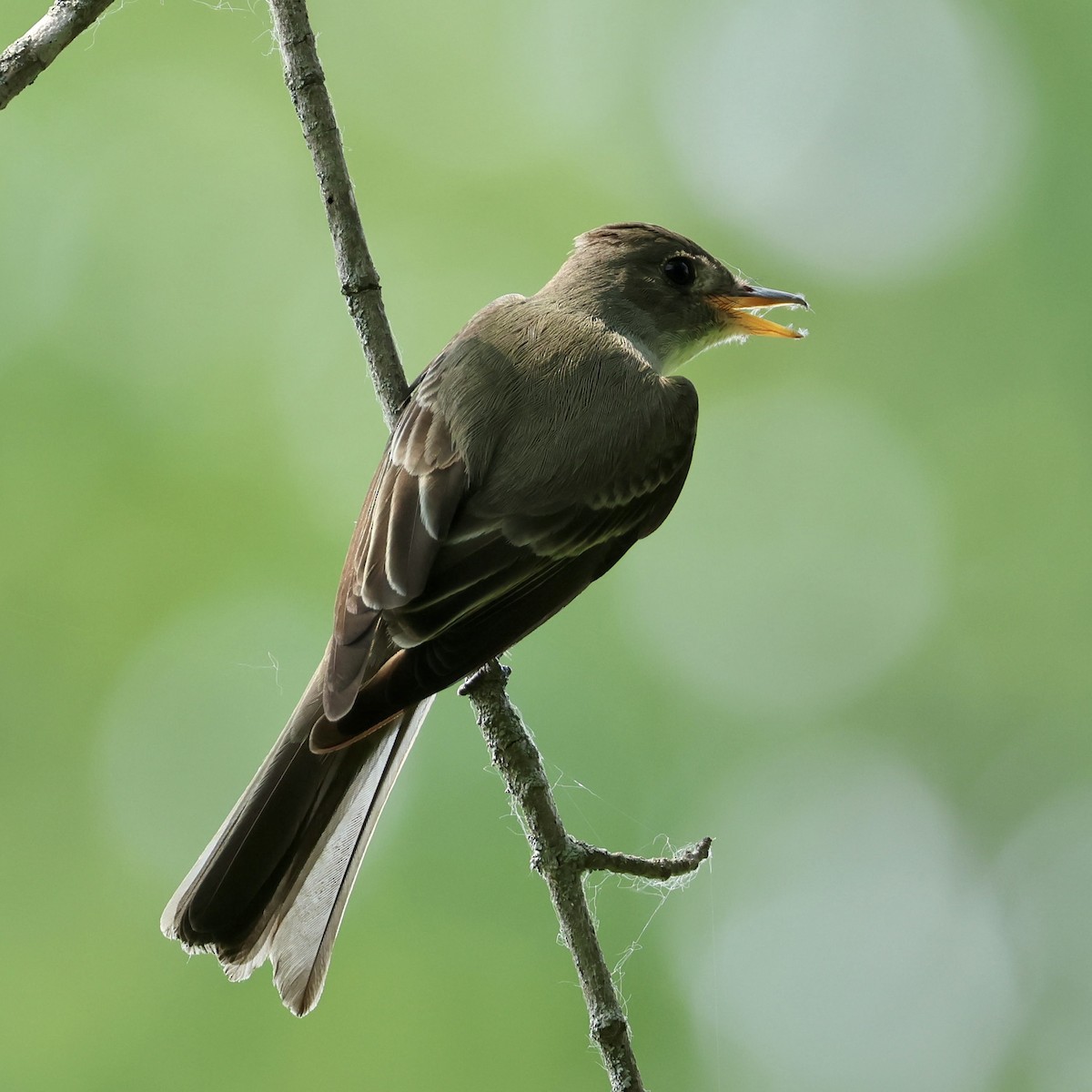 Eastern Wood-Pewee - ML636780722