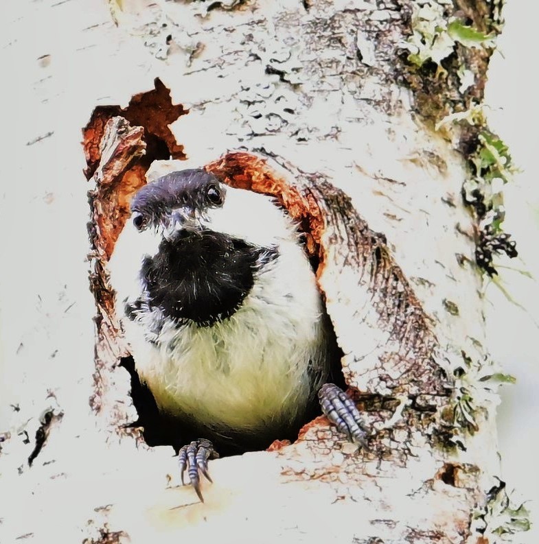Black-capped Chickadee - ML636780804