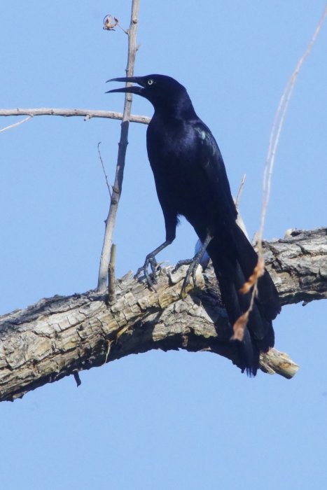 Great-tailed Grackle - ML636780837