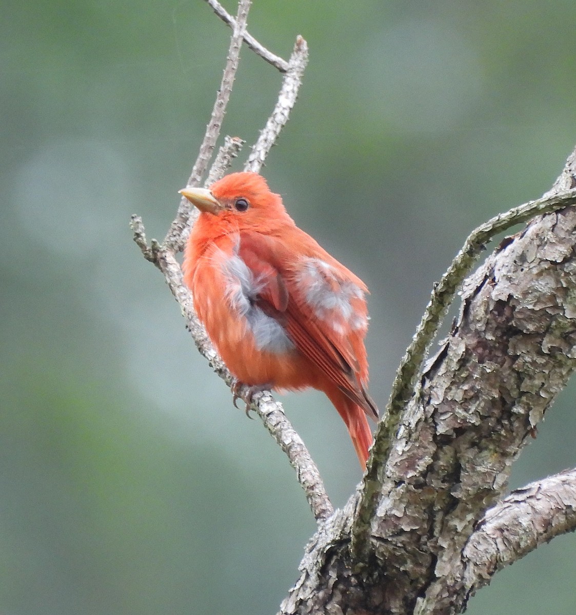 Summer Tanager - ML636780865