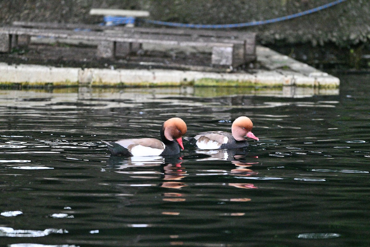 赤嘴潛鴨 - ML636780909