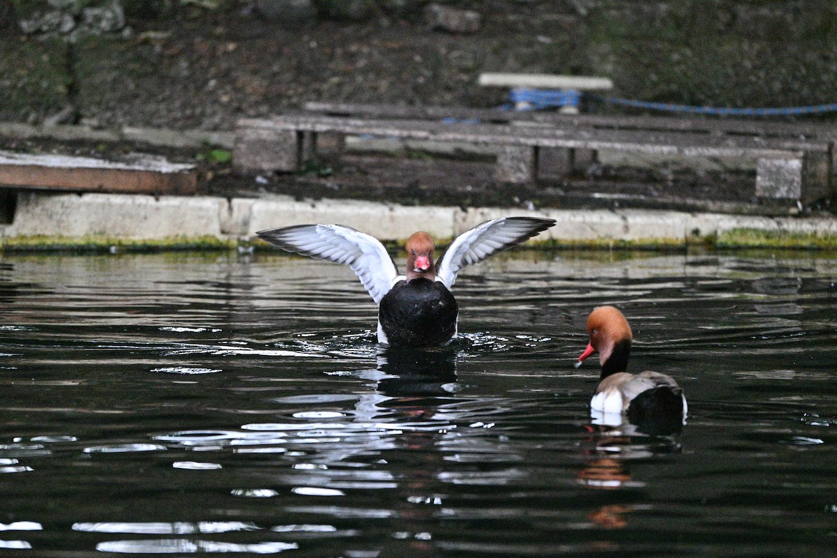 赤嘴潛鴨 - ML636780910