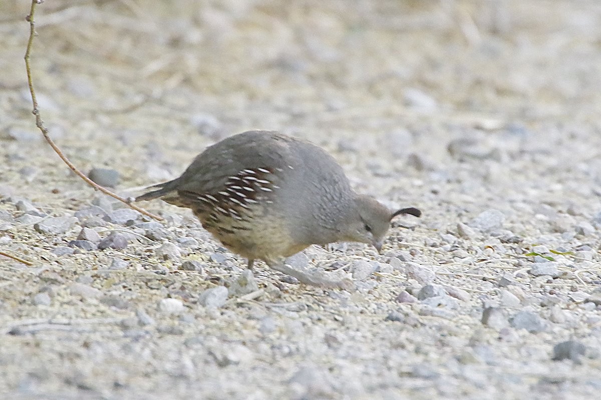 Gambel's Quail - ML636780919