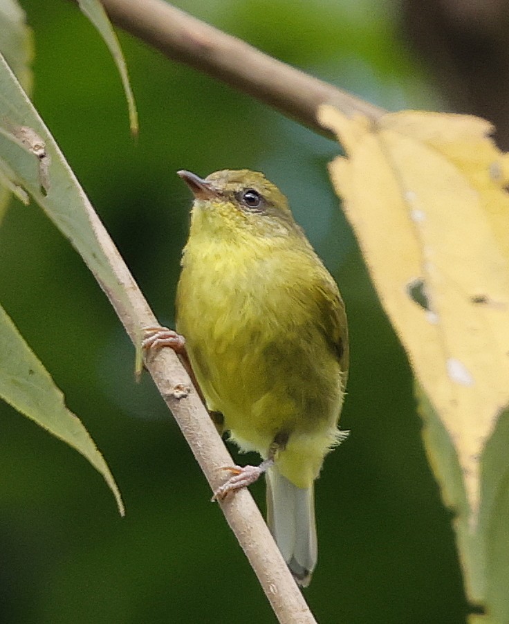 Negros Leaf Warbler - ML636780926