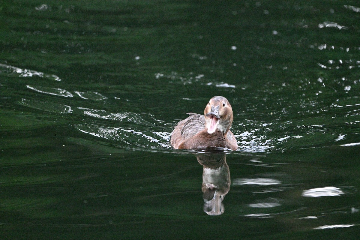 紅頭潛鴨 - ML636780936