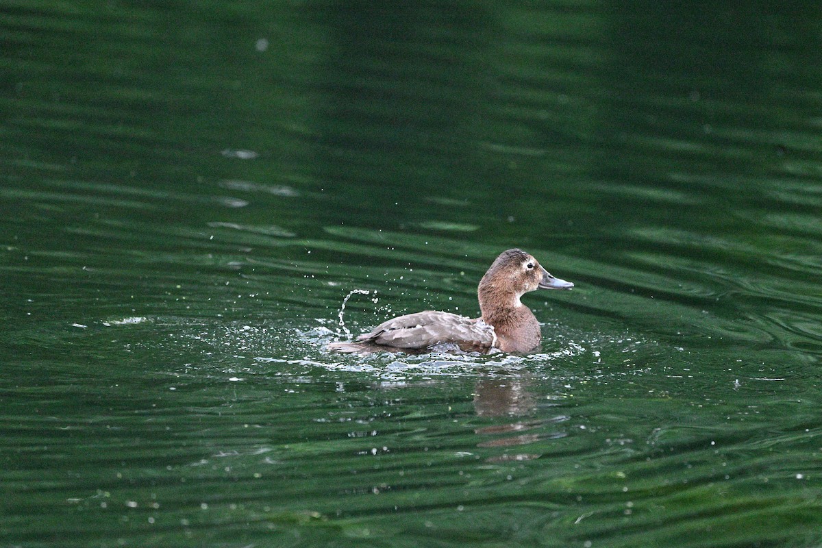 紅頭潛鴨 - ML636780937