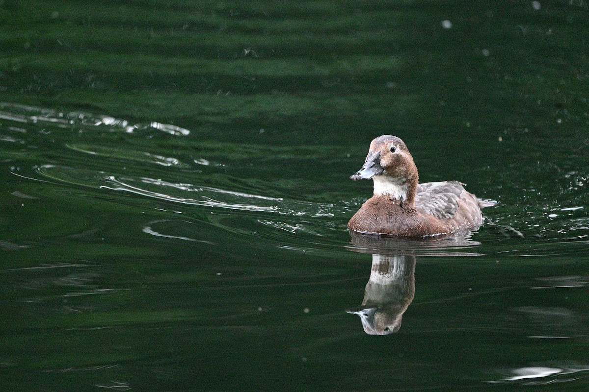 紅頭潛鴨 - ML636780941