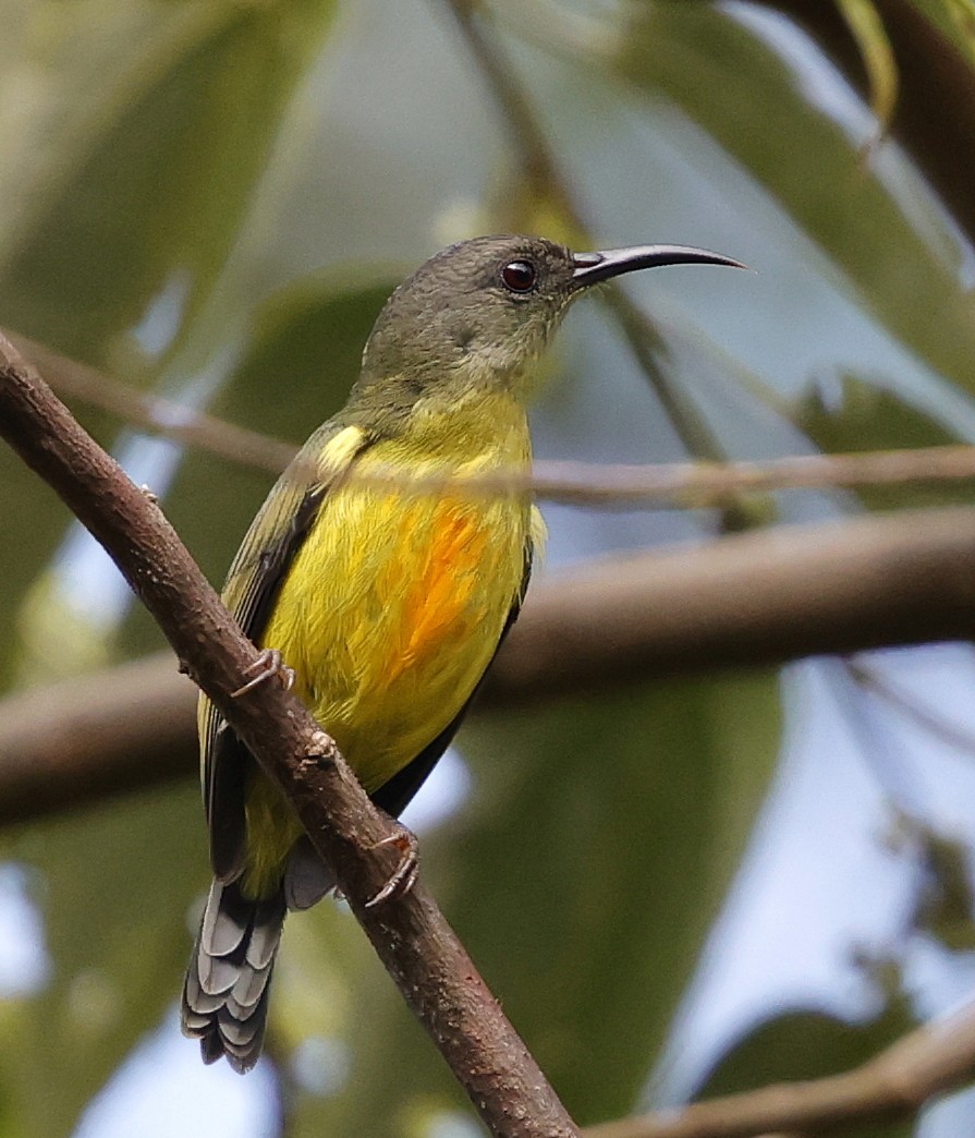 Lina's Sunbird - ML636780943