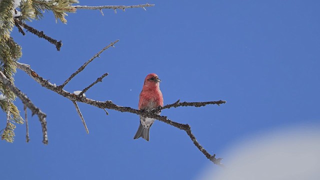 White-winged Crossbill - ML636780963