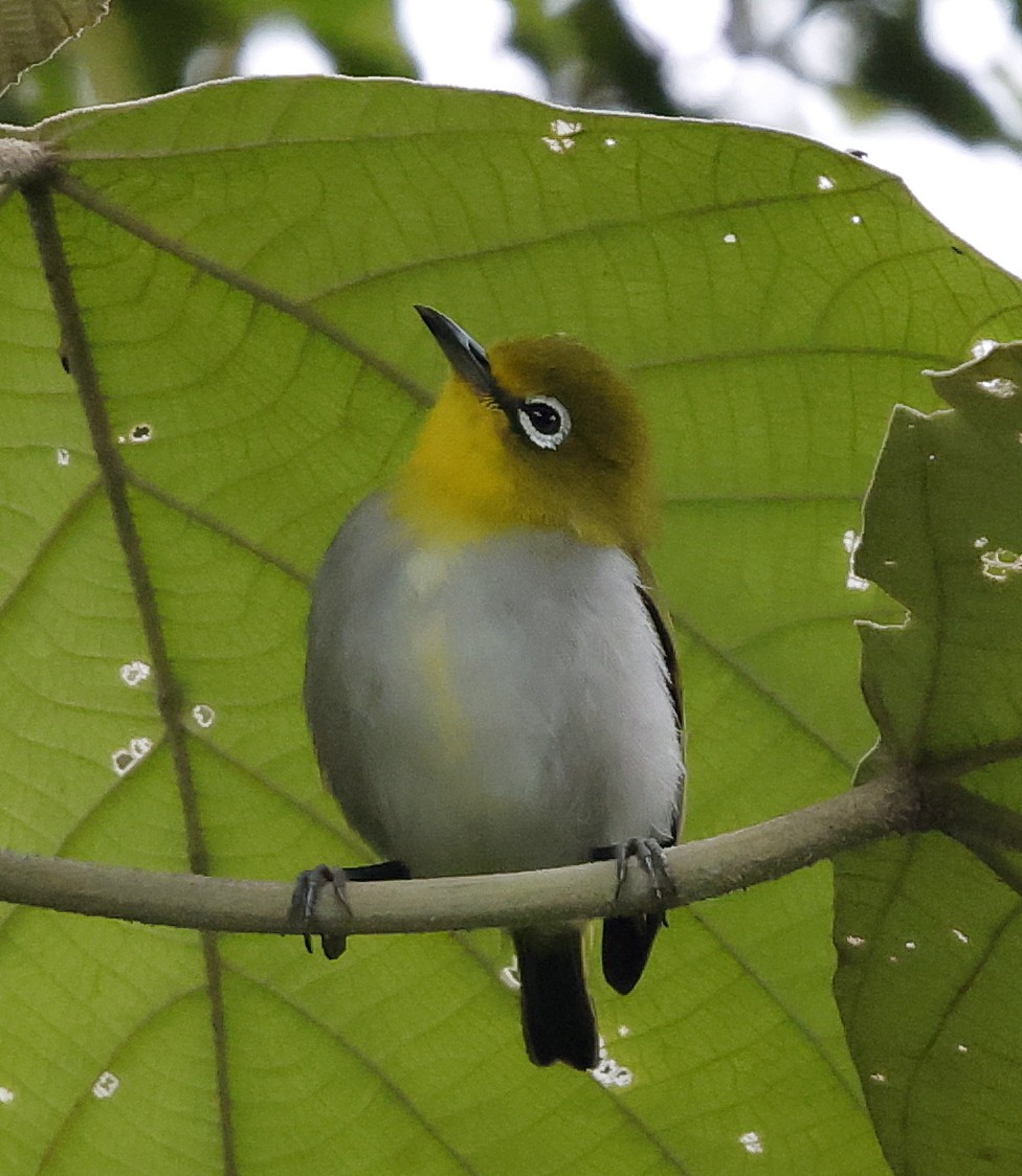 Warbling White-eye - ML636780970