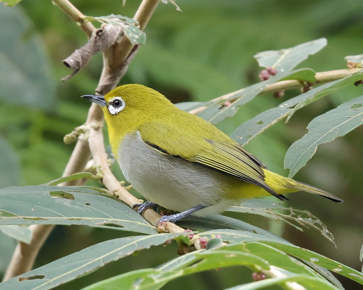 Warbling White-eye - ML636780971