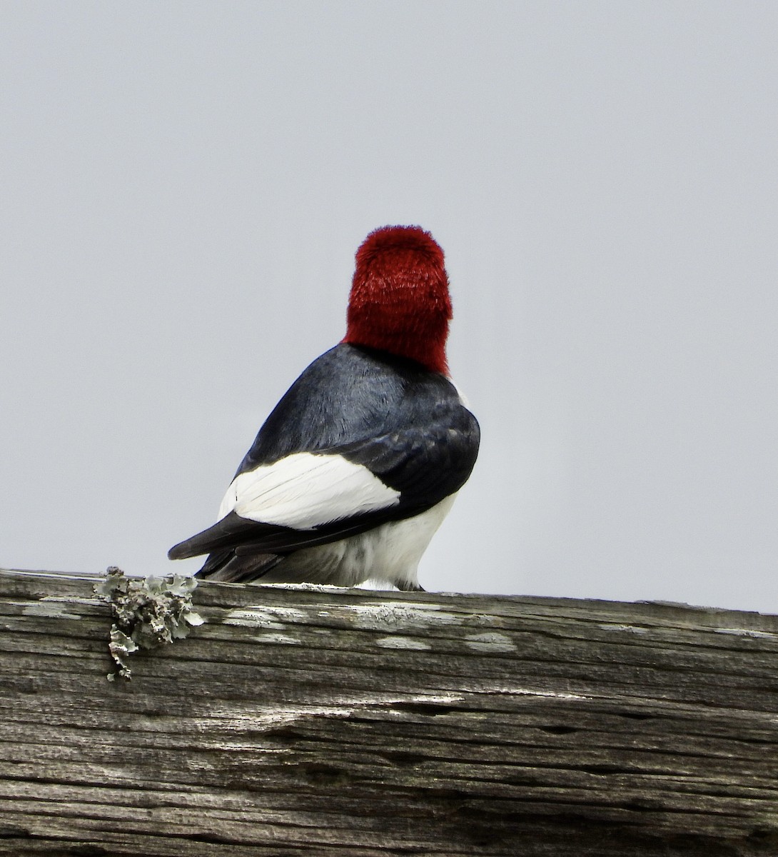 Red-headed Woodpecker - ML636780974