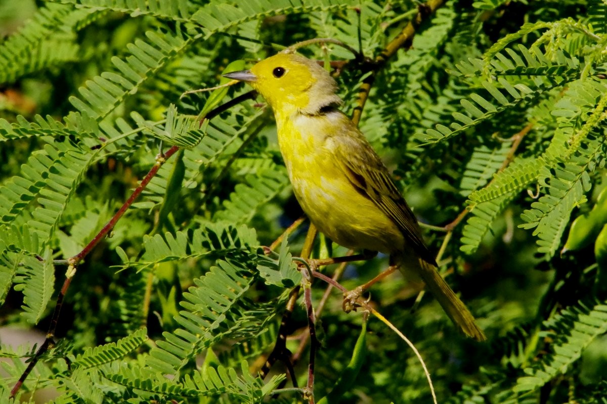Northern Yellow Warbler - ML636780986