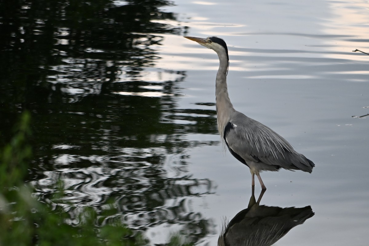 蒼鷺 - ML636780997