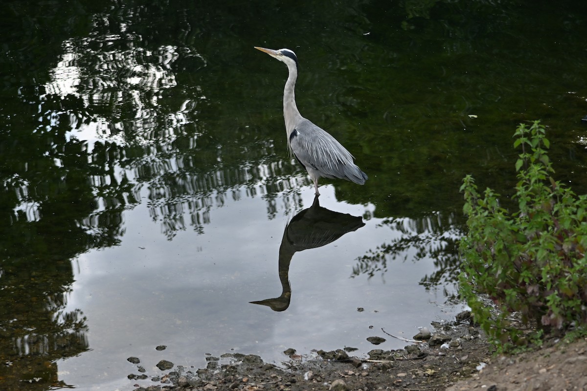 蒼鷺 - ML636780998