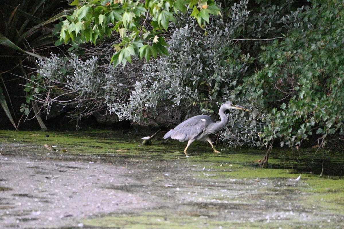 蒼鷺 - ML636781000