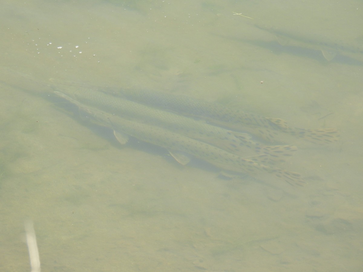 Ray-finned Fishes - ML636781027