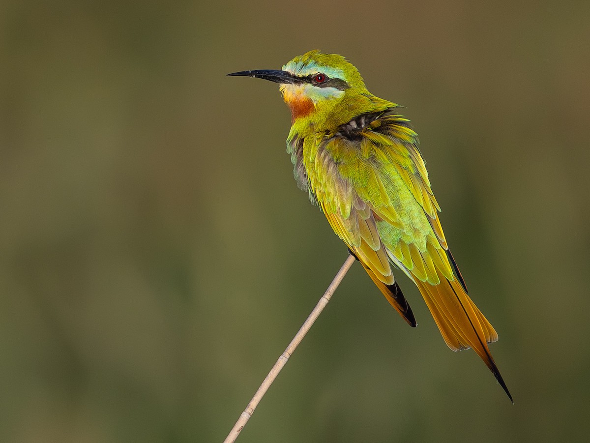 Blue-cheeked Bee-eater - ML636781044