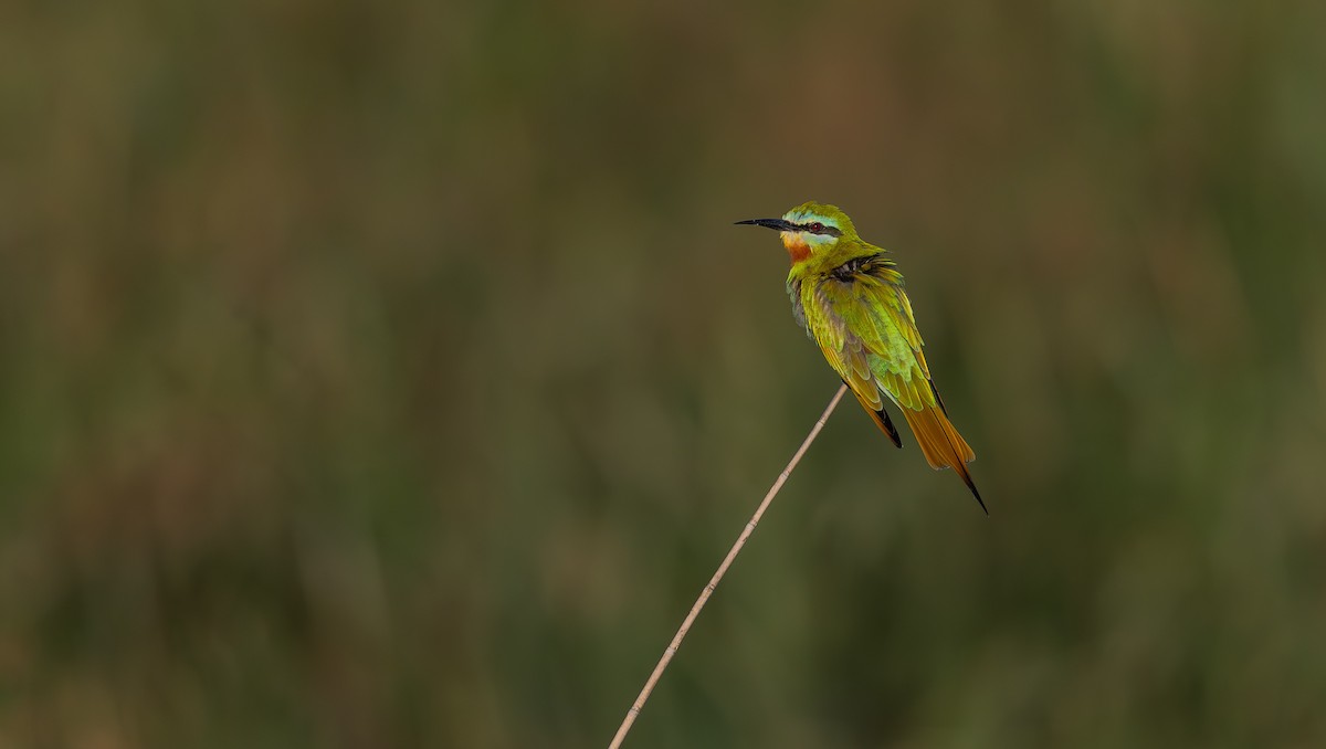 Blue-cheeked Bee-eater - ML636781045