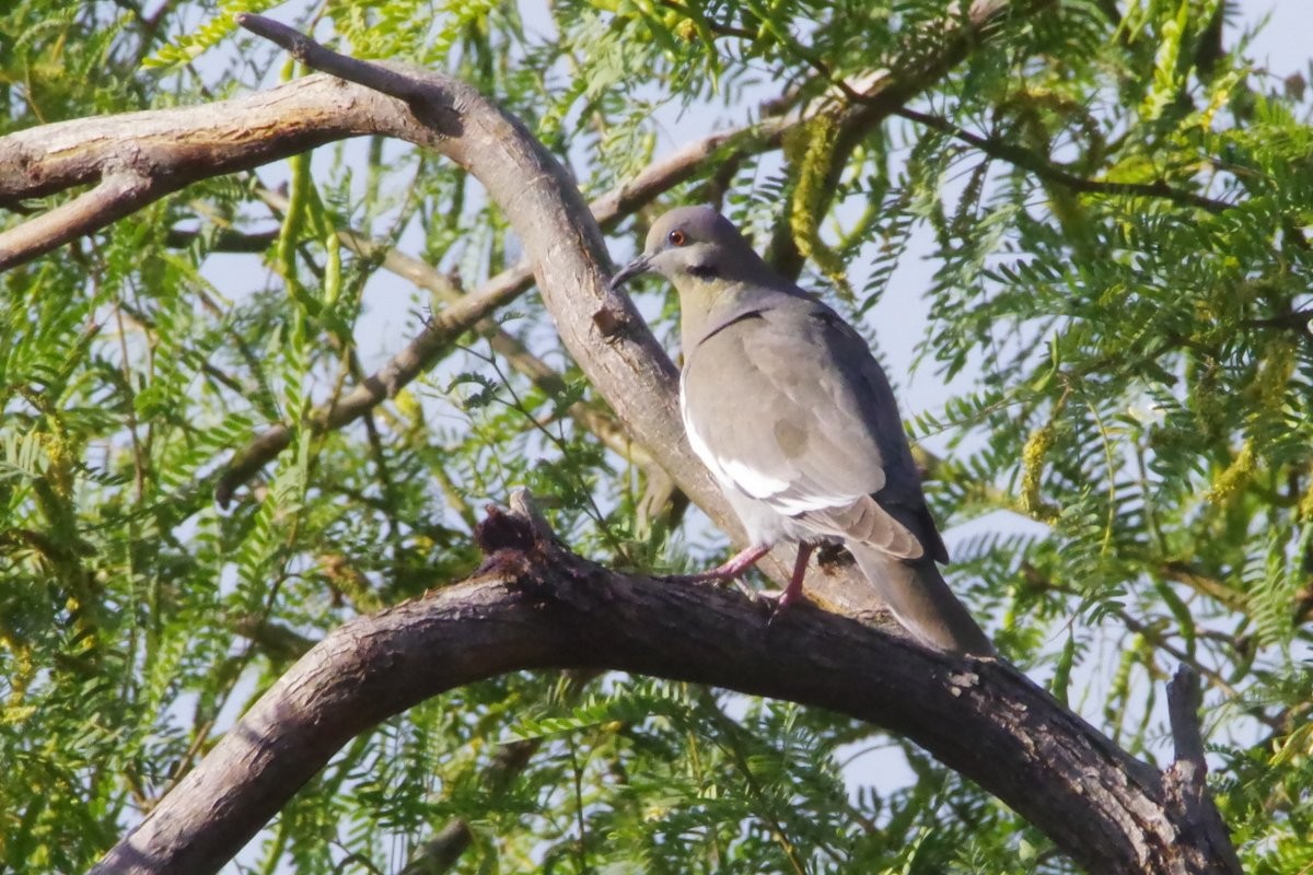 White-winged Dove - ML636781047