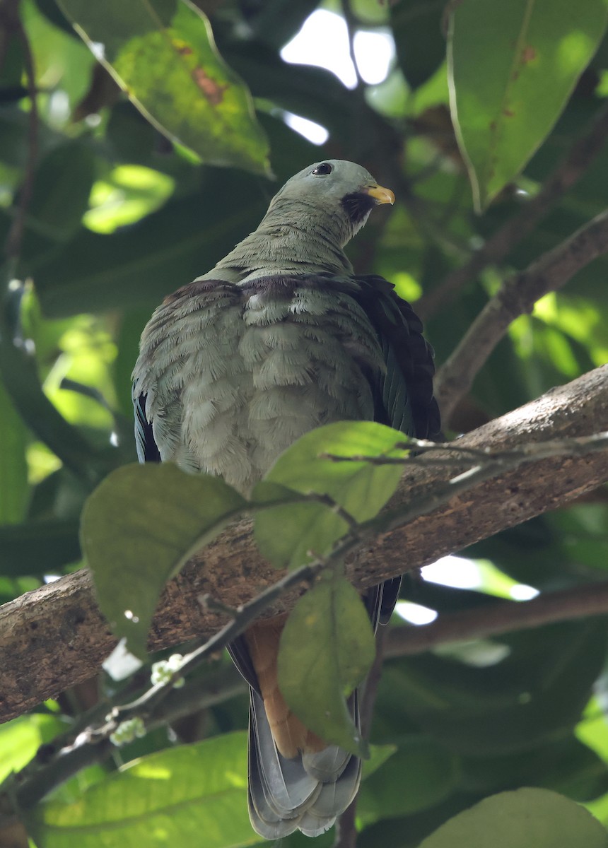 Black-chinned Fruit-Dove - ML636781080
