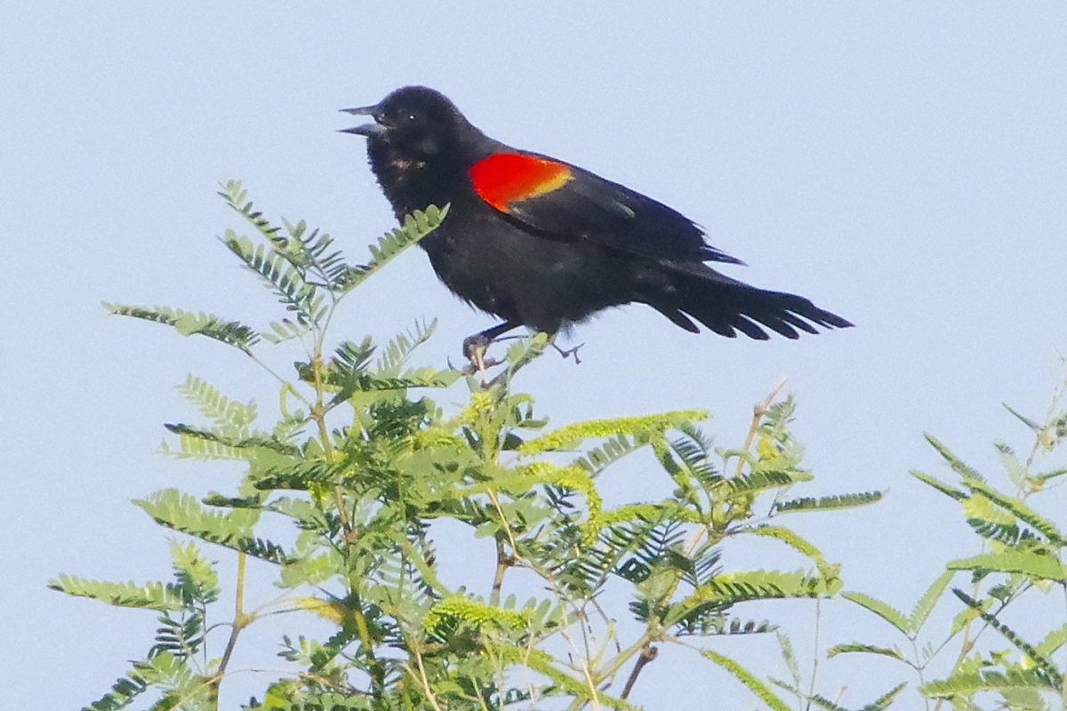 Red-winged Blackbird - ML636781105