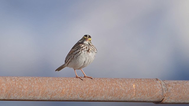Savannah Sparrow - ML636781151