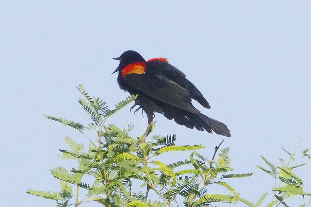 Red-winged Blackbird - ML636781156