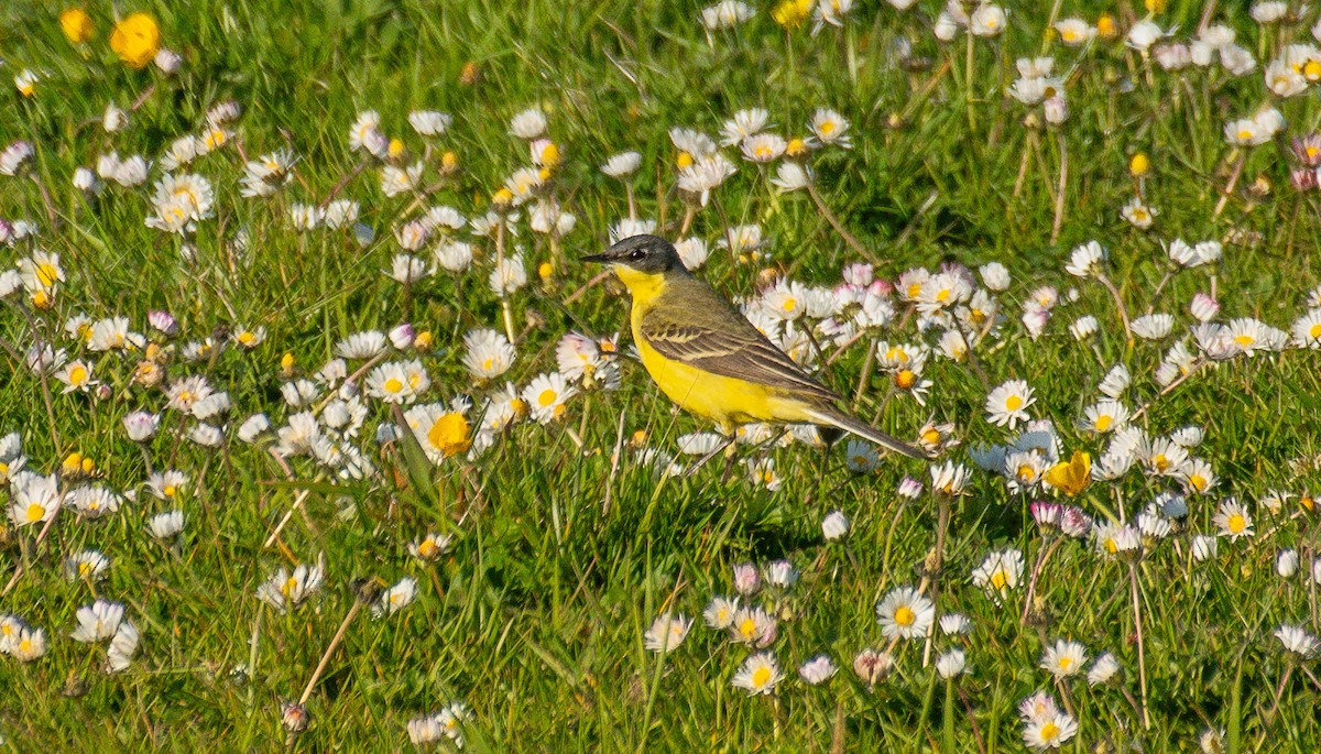 Western Yellow Wagtail (thunbergi) - ML636781168