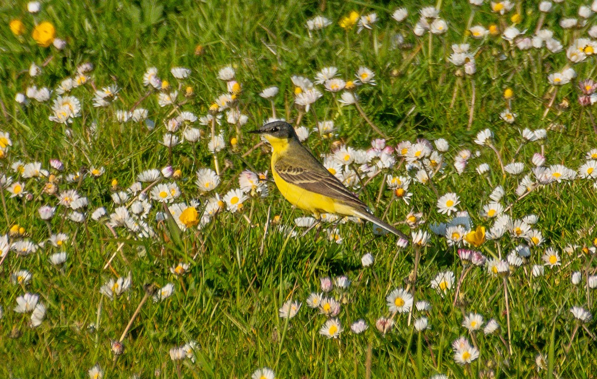 Western Yellow Wagtail (thunbergi) - ML636781169