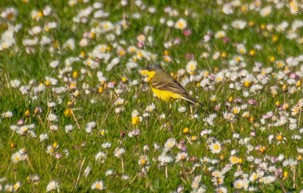 Western Yellow Wagtail (thunbergi) - ML636781174