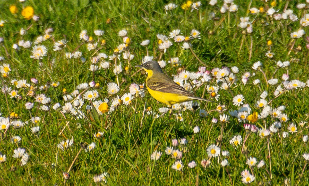 Western Yellow Wagtail (thunbergi) - ML636781175