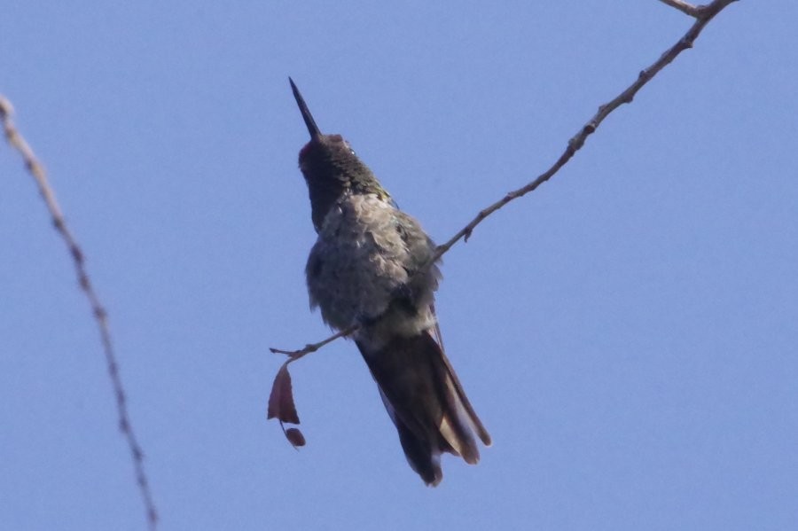 Anna's Hummingbird - ML636781189